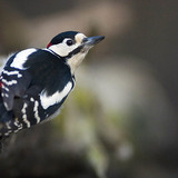 Great spotted woodpecker