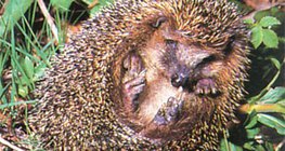 Labdává gömbölyödő sün – 2