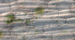 Növény bőrszöveti sejtjei