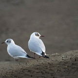 Black-headed gulls