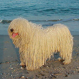 Hungarian Puli
