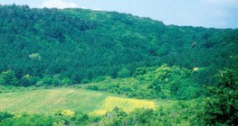 Vadföld az erdőben