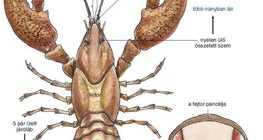 A folyami rák felépítése