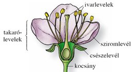 A virág részei