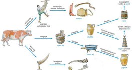 A szarvasmarha hasznosítása