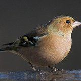 Common chaffinch