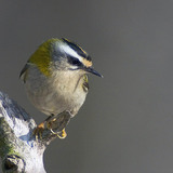 Common firecrest