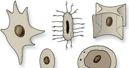 Különféle alakú sejtmagok