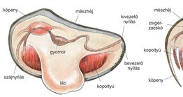 A kagyló felépítése
