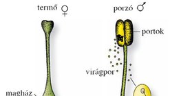 A virág ivarlevelei