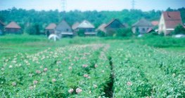 Virágzó burgonyanövény