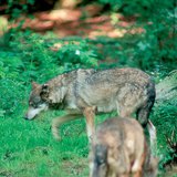 A kutya őse: a farkas