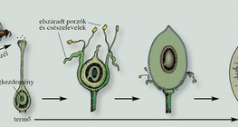 A termés kialakulása