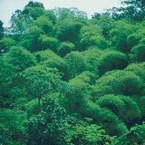 Tropska kišna šuma