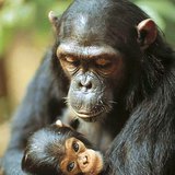 Chimpanzee with its young