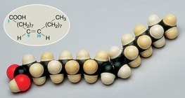 Az olajsav-molekula kalottmodellje