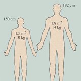 The weight and the surface area of the human skin