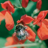 Táplálékot kereső rovar 