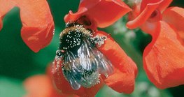 Táplálékot kereső rovar 