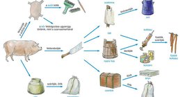 A sertés hasznosítása