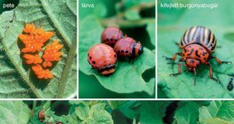 A burgonyabogár kifejlődésének szakaszai