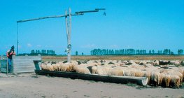 Juhnyáj az Alföldön