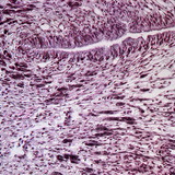 Csiga haslábának keresztmetszete