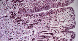 Csiga haslábának keresztmetszete