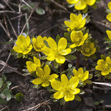 Winter aconite