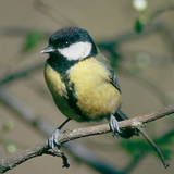 Great tit