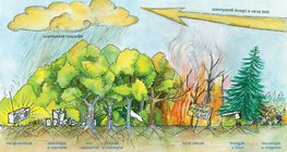 Az ember hatása az erdőre