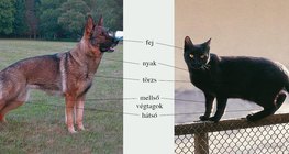 A kutya és a házi macska testtájainak összehasonlítása