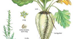 A cukorrépa felépítése