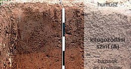 Barna erdőtalaj metszete