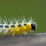 Caterpillar