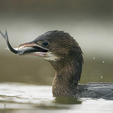 Pygmy cormorant fishing