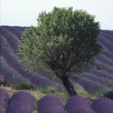 Levendulaültetvény valahol Európában