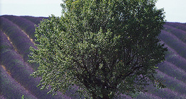 Levendulaültetvény valahol Európában