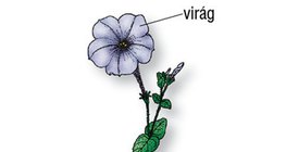 A petúnia részei