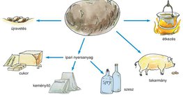 A burgonya hasznosítása