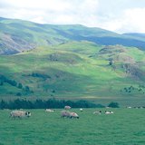 Herd of sheep in the British Isles