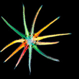 Одон үсэнцэр