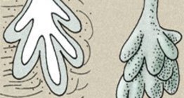 Kožne žlijezde: žlijezda lojnica