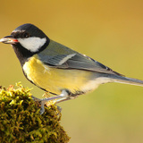 Great tit