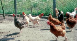 Különböző házityúkfajták