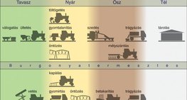 A burgonya- és cukorrépa-termesztés feladatai 
