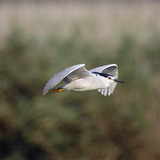 Black-crowned Night heron flying