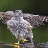 Northern goshawk