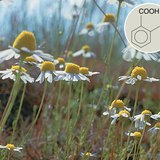 A szalicilsav származékai gyógyhatásúak