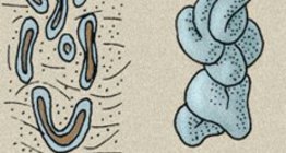 Kožne žlijezde: žlijezda znojnica